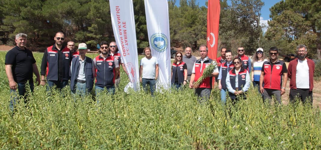 BAYRAMİÇ İLÇEMİZDE MAKİNELİ SUSAM HASADI YAPILDI