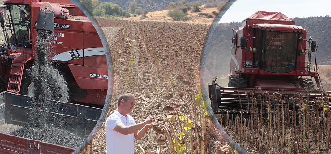 ÇANAKKALE İLİMİZDE YERLİ VE MİLLİ AYÇİÇEK ÇEŞİTLERİ HASAT GÜNÜ
