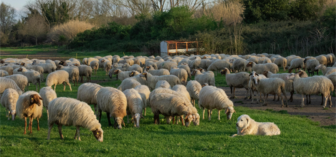 KIRSALDA BEREKET KÜÇÜKBAŞA DESTEK PROJESİNDE BAŞVURULAR BAŞLADI